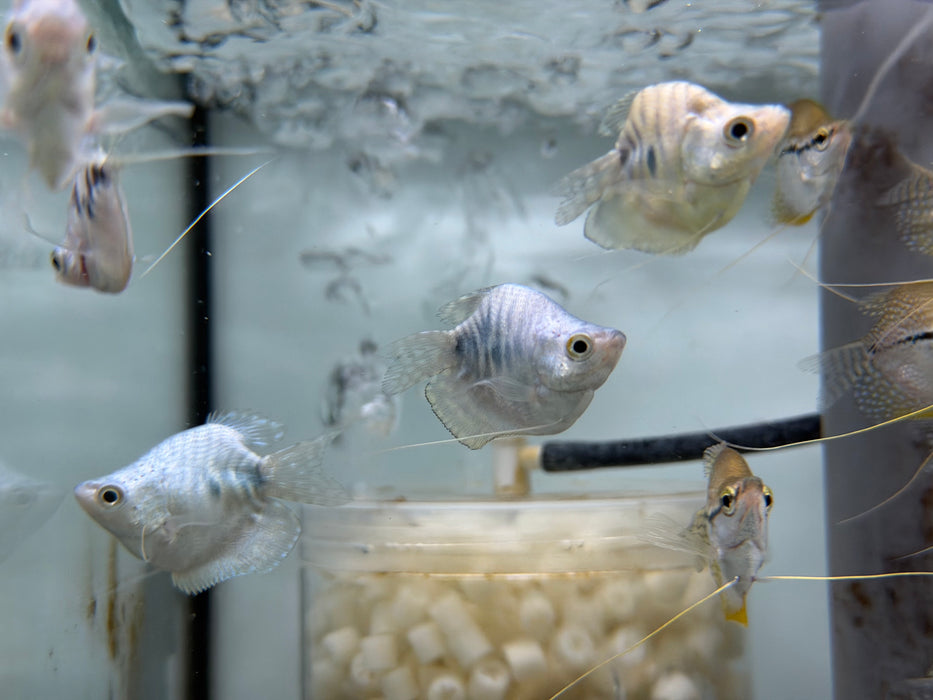 * Other Species * Balloon Marble Gourami