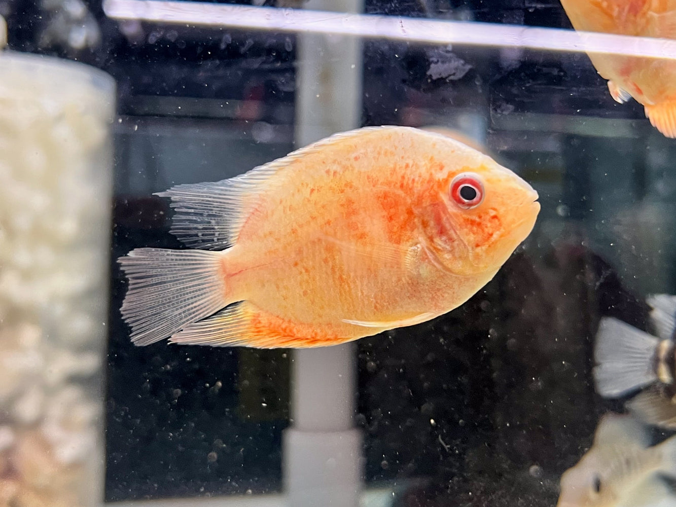 * Cichlids * Red Spotted Gold Severum
