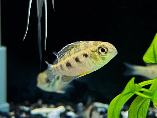* Cichlids * Crenicara punctulata (Giant Checkerboard Cichlid)
