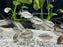 * Cichlids * Krobia Xinguensis 4-6cm