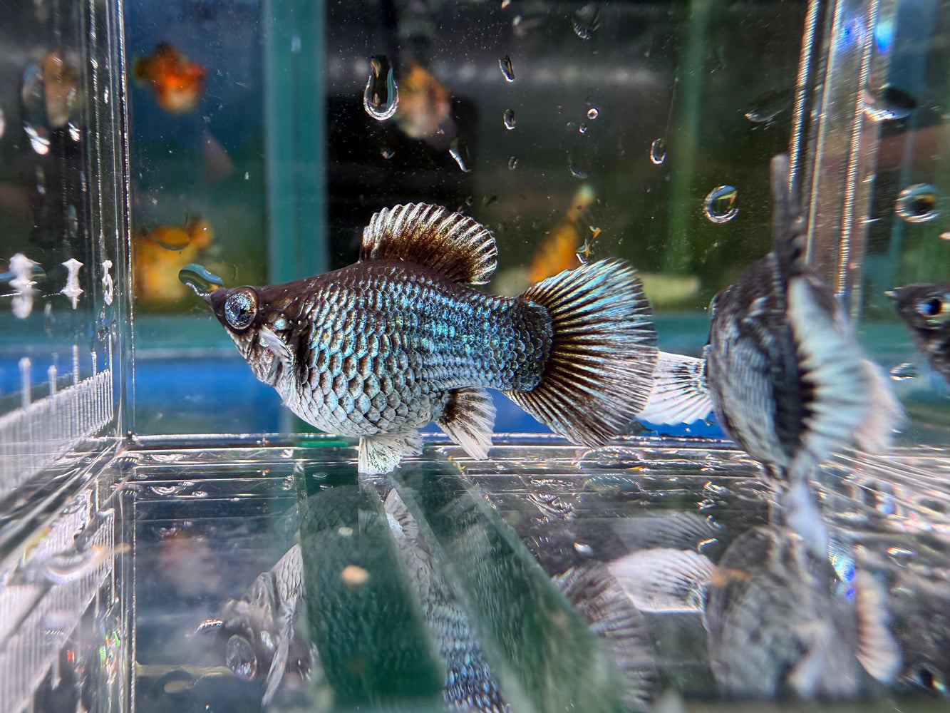 * Livebearers * Blue Electric Diamond Eye Balloon Roundtail Molly