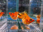 * Livebearers * Balloon Pikachu Roundtail Molly