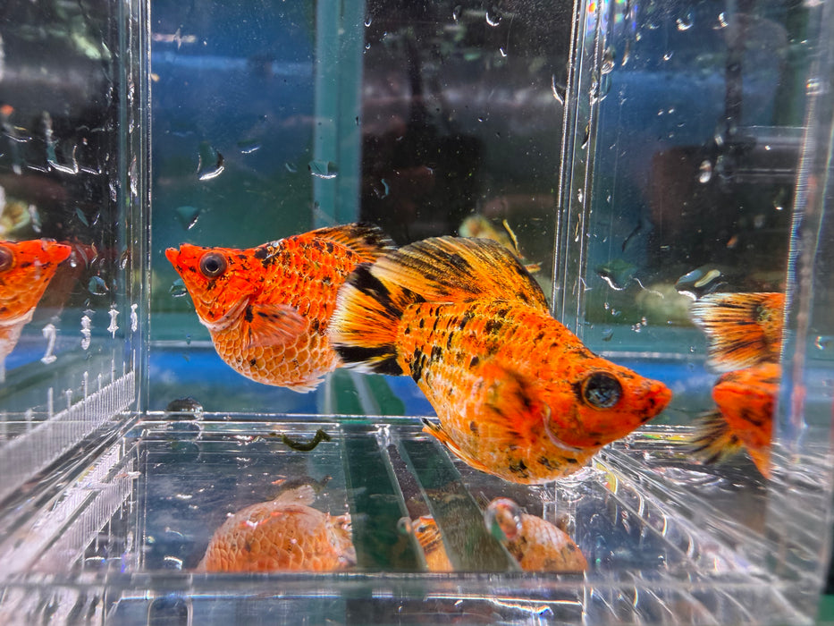 * Livebearers * Balloon Pikachu Roundtail Molly