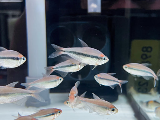 * Tetra/Barb  * Moenkhausia sp. Mystic Blue