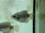 * Other Species * Osphronemus laticlavius (Giant red tail Gourami)  8-10cm