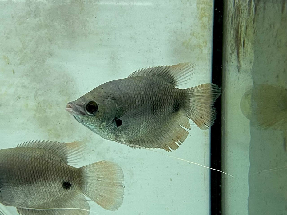 * Other Species * Osphronemus laticlavius (Giant red tail Gourami)  8-10cm