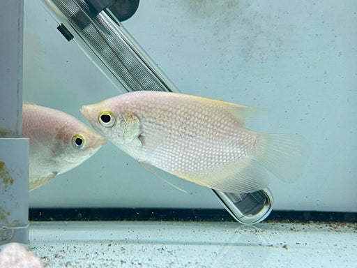* Other Species * Osphronemus goramy GOLD (Giant golden Gourami)  8-10cm
