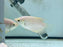 * Other Species * Osphronemus goramy GOLD (Giant golden Gourami)  8-10cm