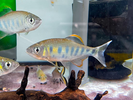 * Other Species * Barilius arden (Orange fin hill trout) 6-8cm