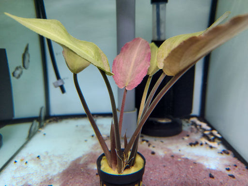 * Plants* Lagenandra Meeboldii 'Red' #MEE