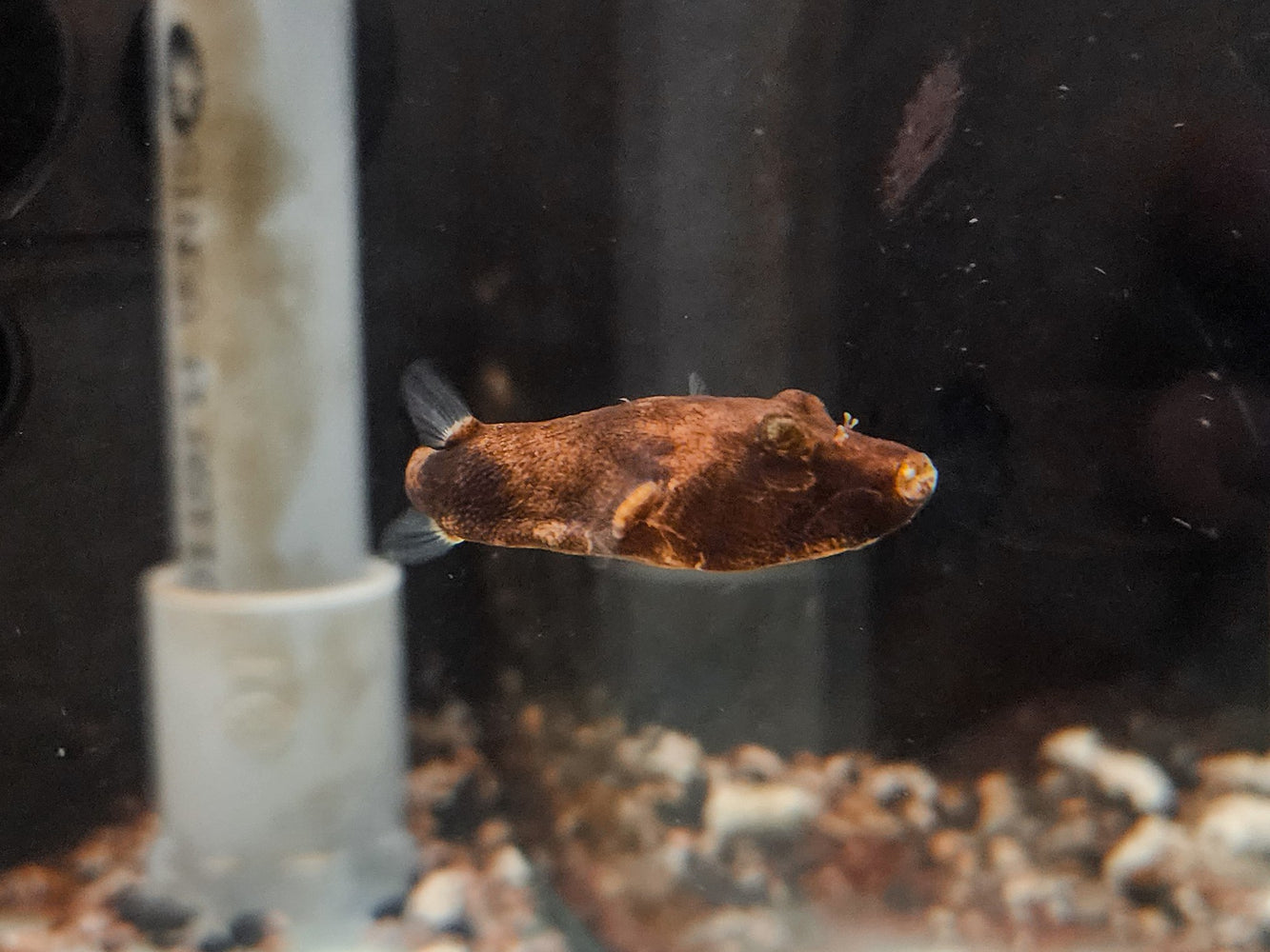 * Other Species * Tetraodon miurus "Red congo puffer" 4-5cm
