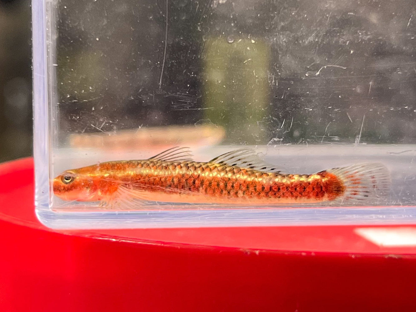 * Other Species * Stiphodon surrufus (Birdsong Goby) 3-4cm