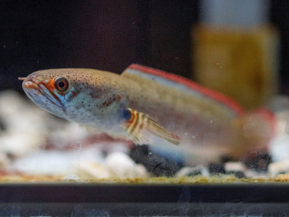 * Channa * Channa rubora (Redfin channa) 10-12cm