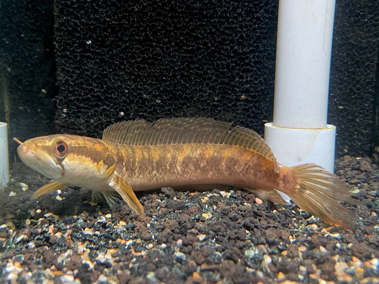 * Channa * Parachanna africana 15-16cm