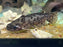 * Catfish *  Tatia nigra (Dusky woodcatfish) 5-6cm