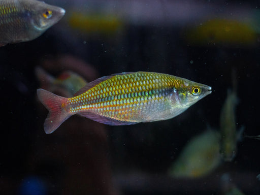 * Tetra/Barb  * Melanotaenia parva "Lake kurumoi" 8-10cm