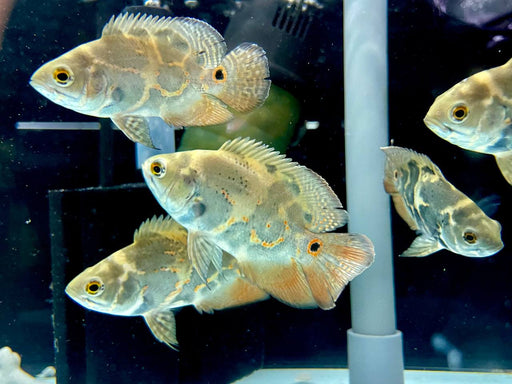 * Cichlids * Astronotus sp. Bahia red 8-10cm