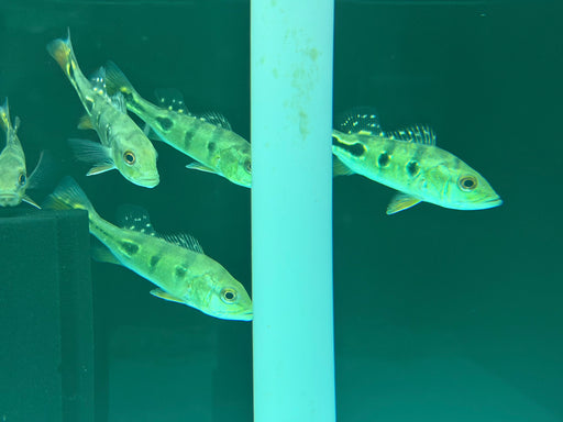 * Cichlid * Cichla cf. Ocellatus (Brokopondo Peacock Bass)