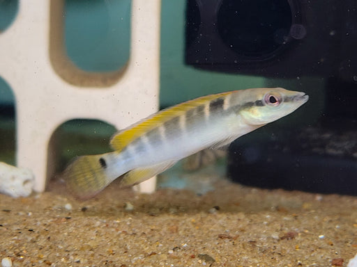 * Cichlids * Crenicichla (Wallaciia) compressiceps 6cm