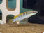 * Cichlids * Crenicichla (Wallaciia) compressiceps 6cm