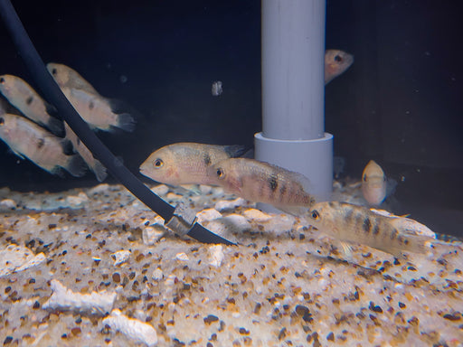 * Cichlids * Panamius panamensis var. red 4-5cm