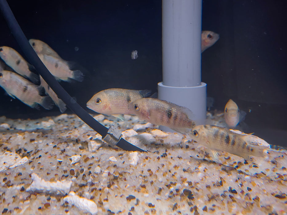 * Cichlids * Panamius panamensis var. red 4-5cm