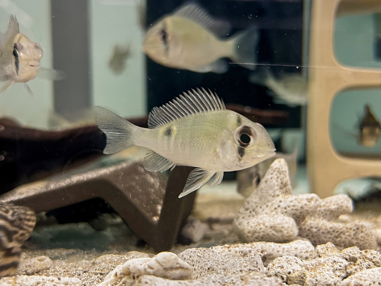 * Cichlids * Biotodoma cupido "Rio Nanay" 5-7cm
