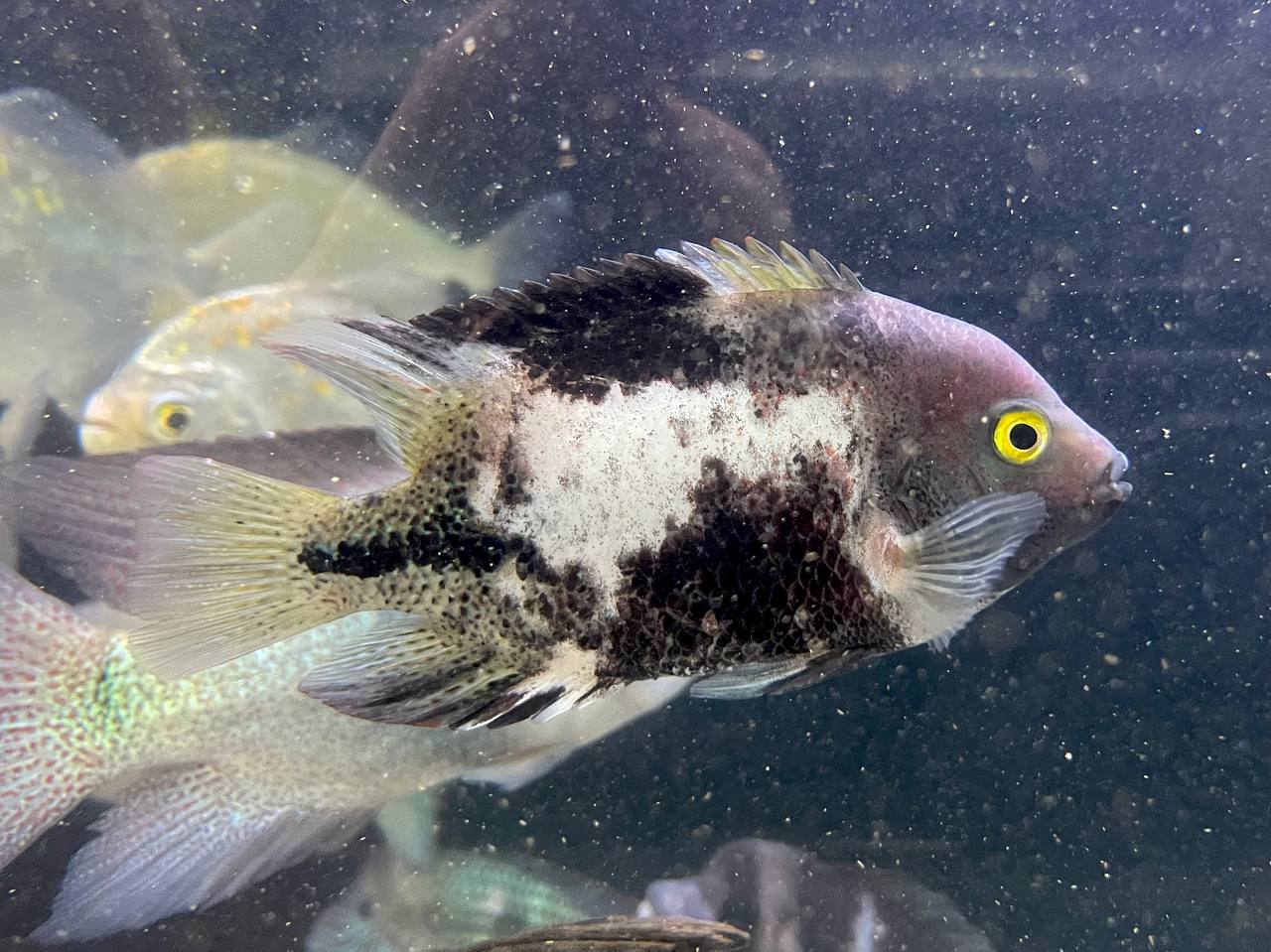 * Cichlids * Vieja fenestratus Lago Catamaco 16-18cm