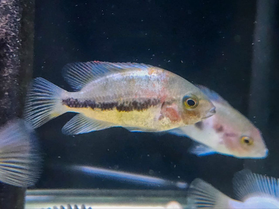 * Cichlids * Vieja fenestratus Lago Catamaco 6-8cm