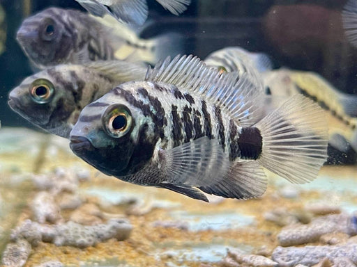 * Cichlids * Oscura heterospila (Montecristo cichlid) 5-6cm