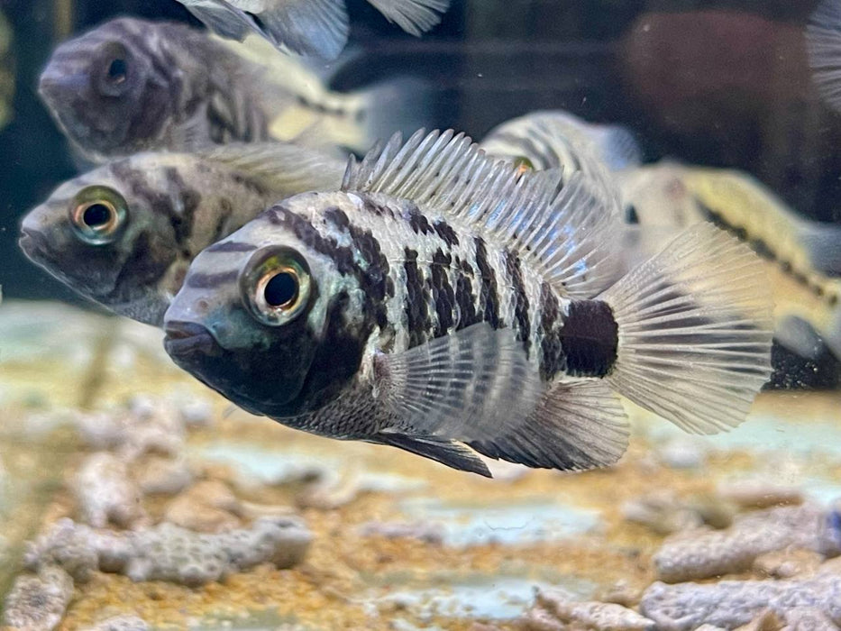 * Cichlids * Oscura heterospila (Montecristo cichlid) 5-6cm