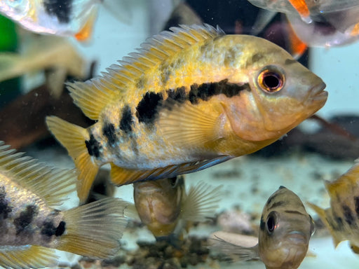 * Cichlids * Heterotilapia multispinosa (Rainbow cichlid) 7-10cm
