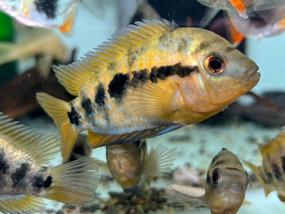 * Cichlids * Heterotilapia multispinosa (Rainbow cichlid) 7-10cm