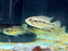 * Cichlids * Parachromis motaguensis "Rio Blanco" 6-8cm