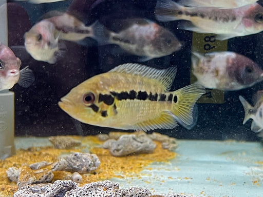 * Cichlids * Parachromis loisellei (Yellow jacket cichlid) 6-8cm