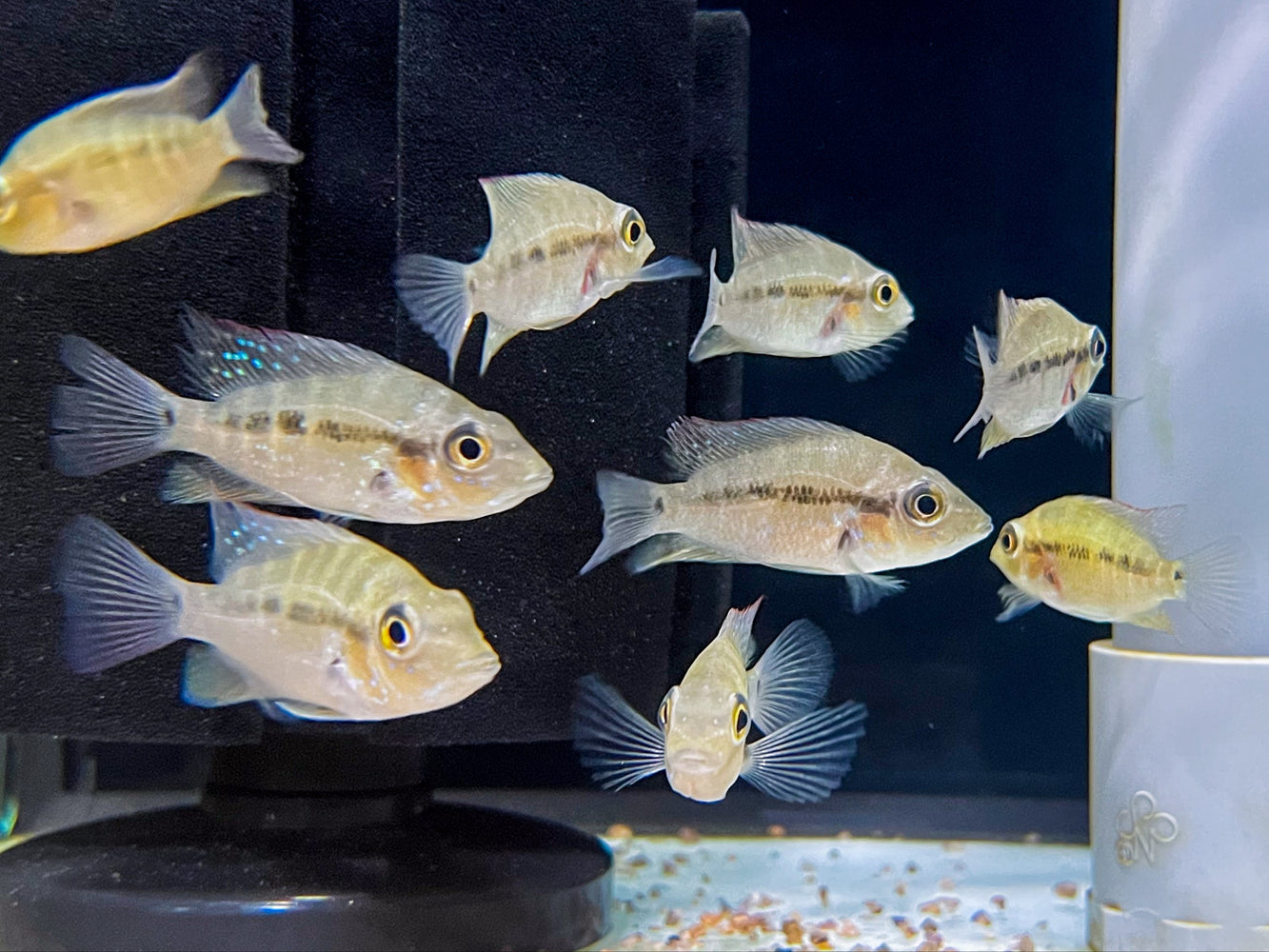 * Cichlids * Astatheros robertsoni "Rio Lari" 5-6cm