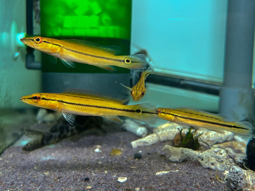 * Cichlids * Crenicichla (Lugubria) sp. Xingu 1. 6-8cm