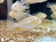 * Cichlids * Acarichthys Heckelii Albino (Albino Heckelii eartheater) 6-8cm