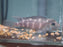 * Cichlids * Steatocranus casuarius (African blockhead cichlid) 4-5cm