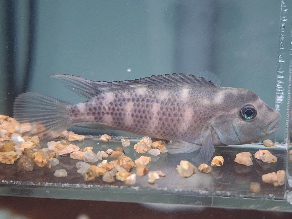 * Cichlids * Steatocranus casuarius (African blockhead cichlid) 4-5cm