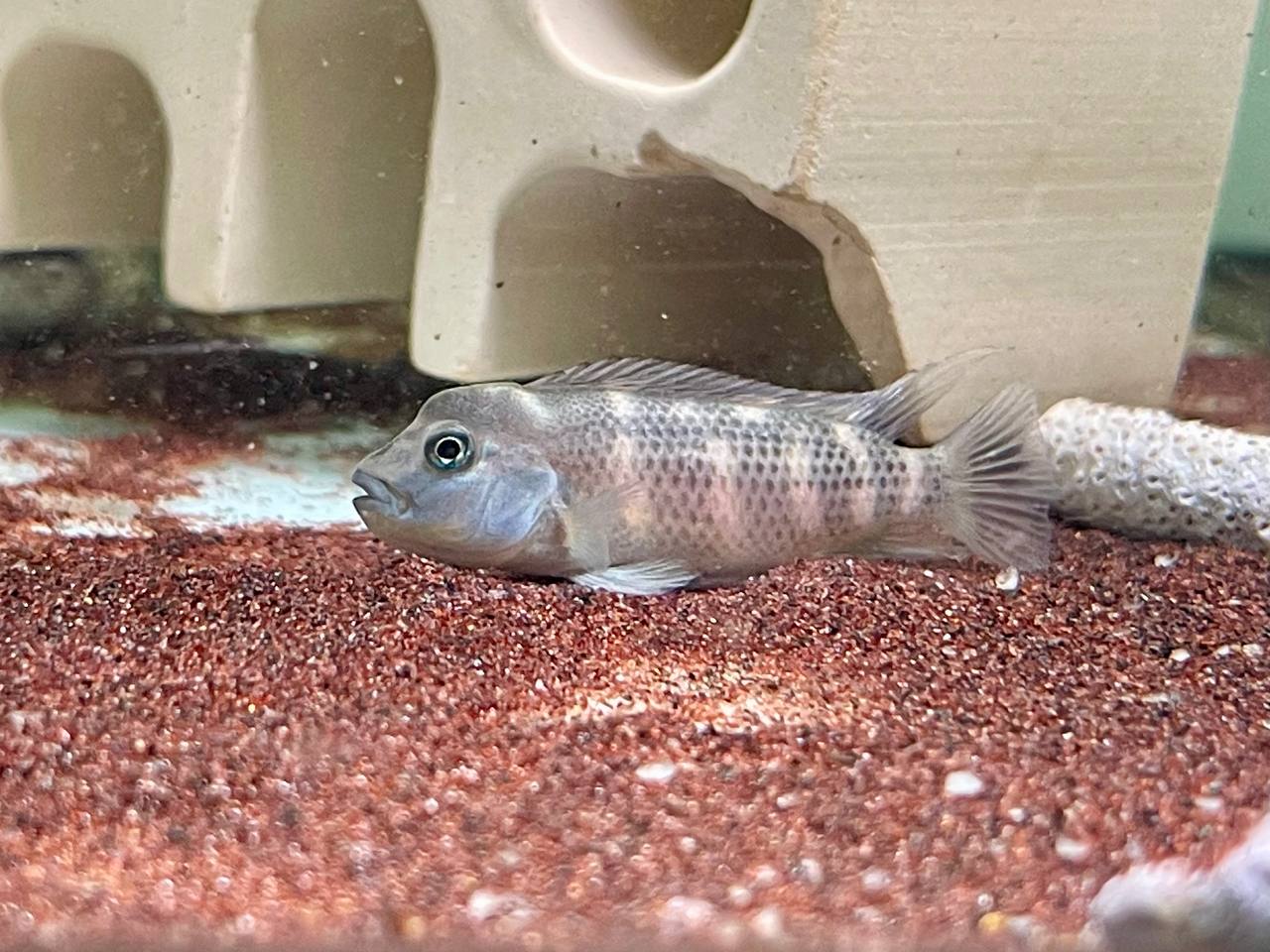 * Cichlids * Steatocranus casuarius (African blockhead cichlid) 4-5cm