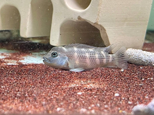 * Cichlids * Steatocranus casuarius (African blockhead cichlid) 4-5cm