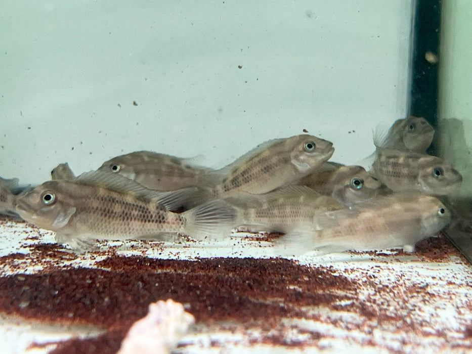 * Cichlids * Steatocranus casuarius (African blockhead cichlid) 4-5cm