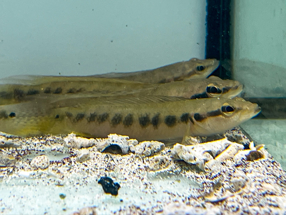 * Cichlids * Crenicichla (Batrachops) sp. Belly crawler 10-12cm