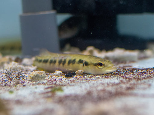* Cichlids * Crenicichla (Batrachops) sp. Belly crawler 10-12cm