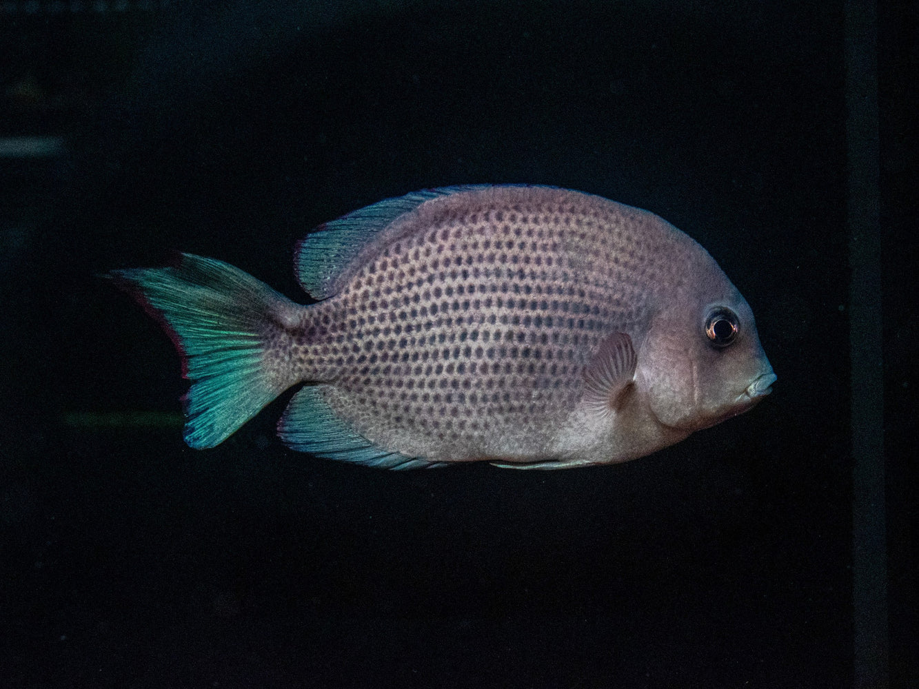 * Cichlids * Paretroplus menarambo (Pinstripe damba) 16-18cm
