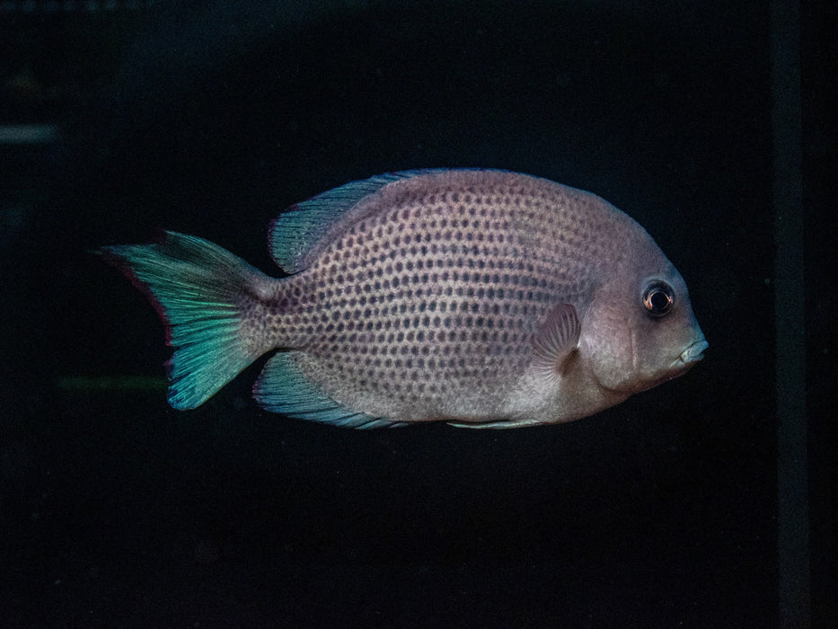 * Cichlids * Paretroplus menarambo (Pinstripe damba) 16-18cm