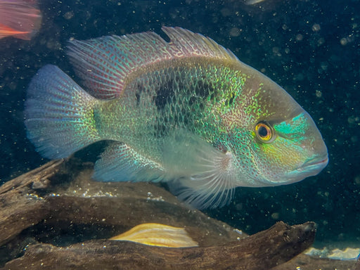 * Cichlids * Maskaheros regani (Almoloya cichlid) 18-20cm