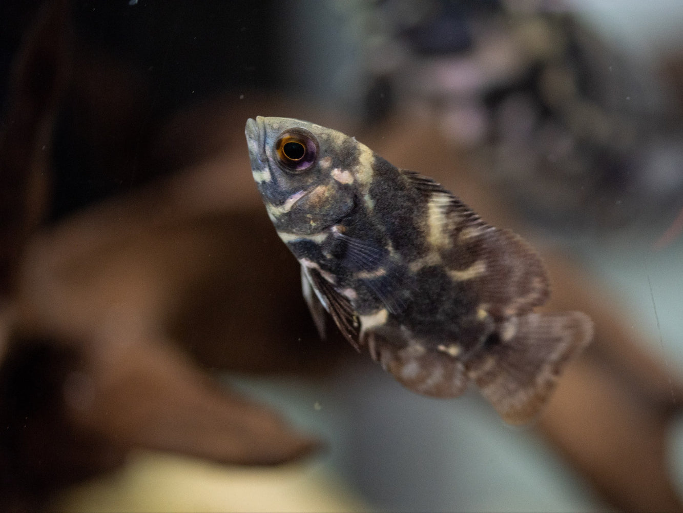 * Cichlids * Astronotus mikoljii 5-6cm