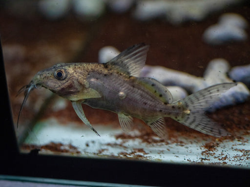 * Catfish *  Synodontis batensoda (Giant upside-down catfish) 8-10cm